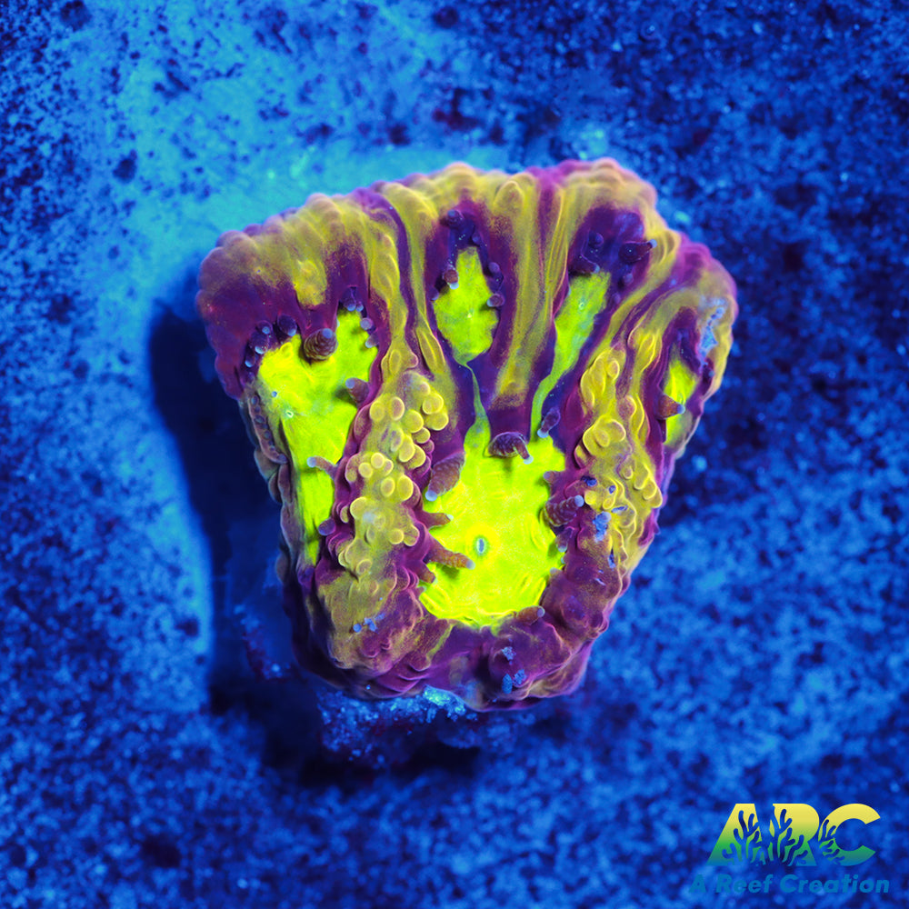 ARC Durin's Bane Favia