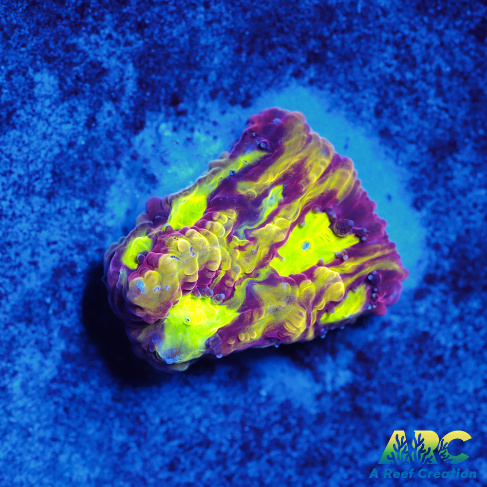 ARC Durin's Bane Favia