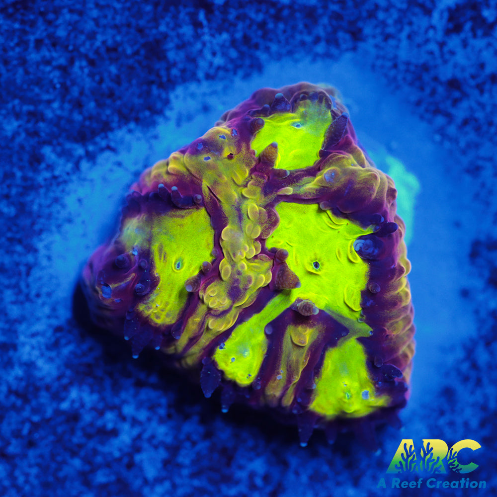 ARC Durin's Bane Favia