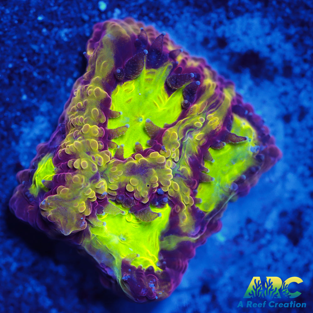 ARC Durin's Bane Favia