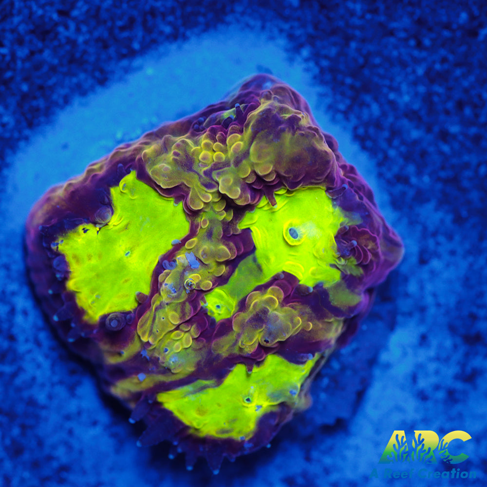 ARC Durin's Bane Favia