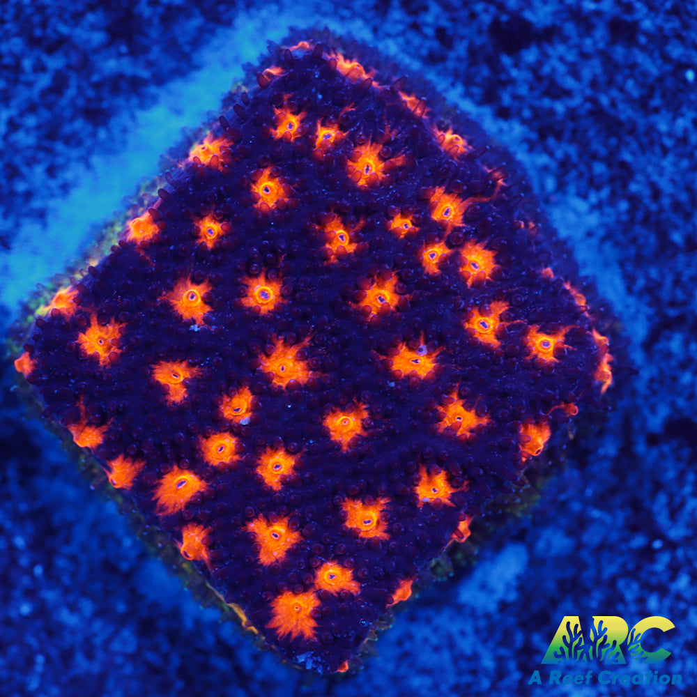 ARC Spooky Scary Psammo