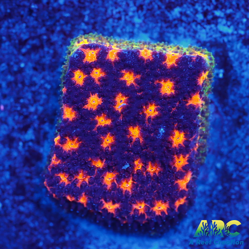 ARC Spooky Scary Psammo