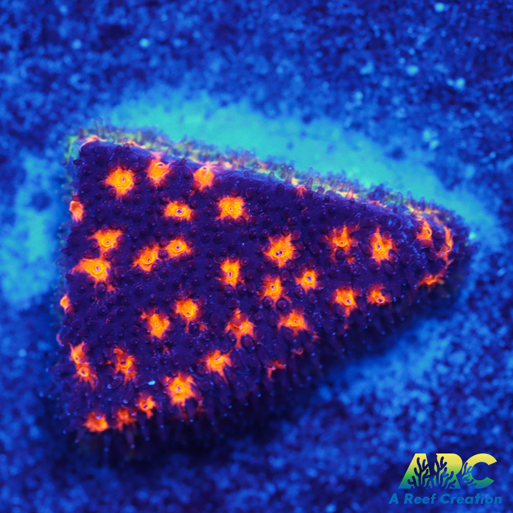 ARC Spooky Scary Psammo