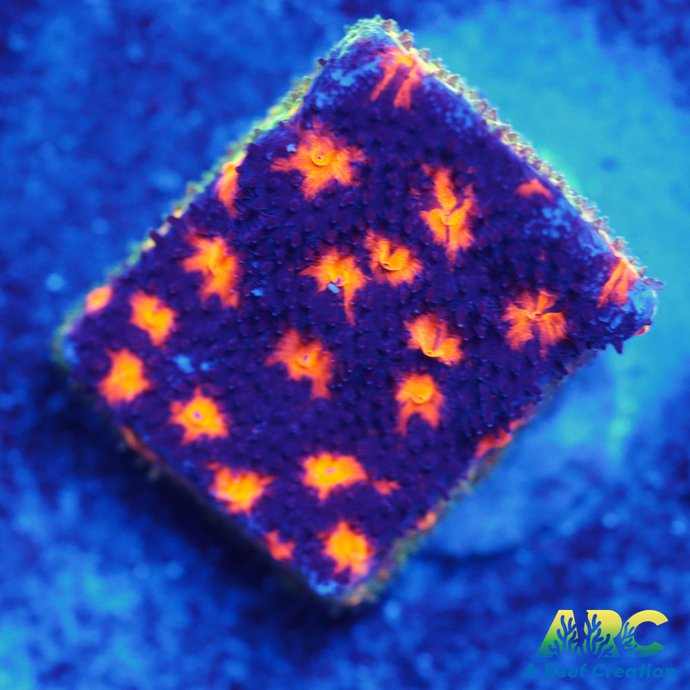 ARC Spooky Scary Psammo