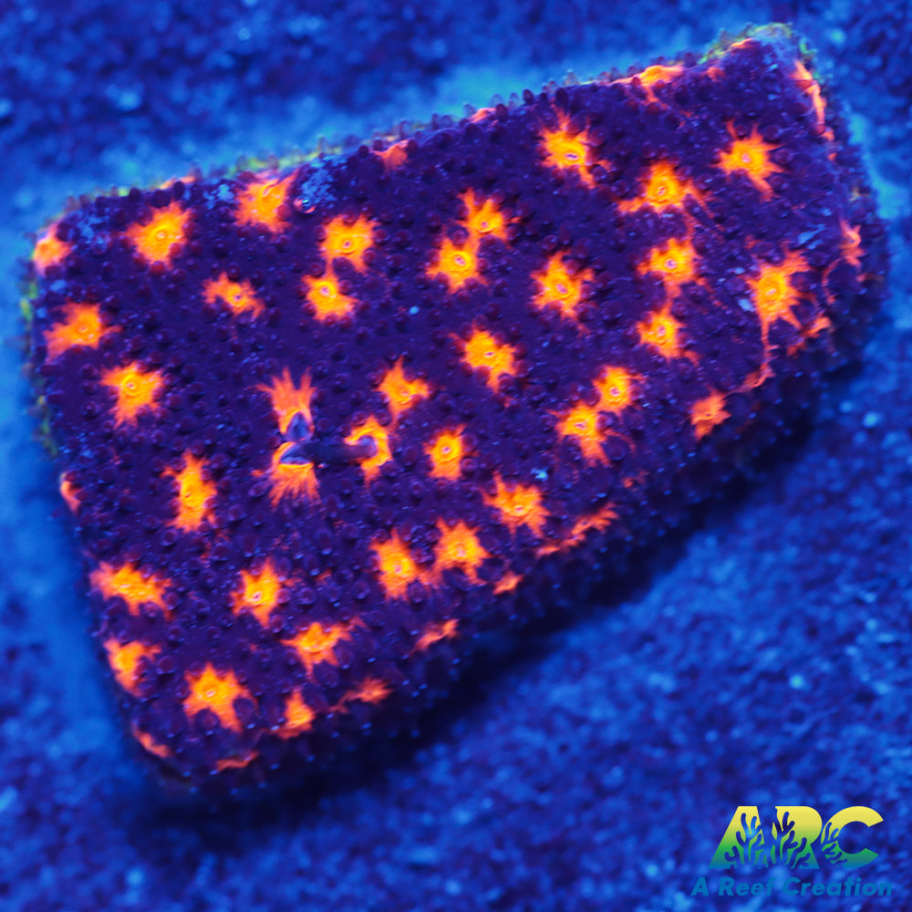 ARC Spooky Scary Psammo