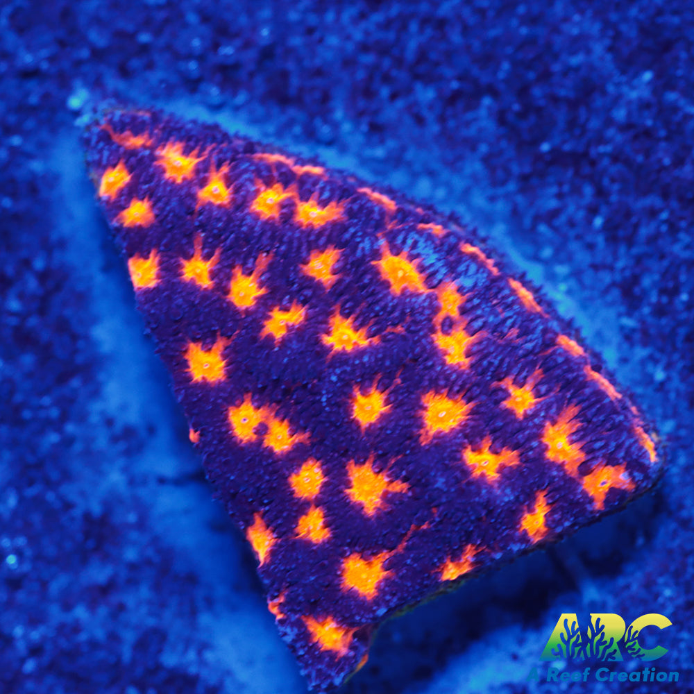 ARC Spooky Scary Psammo