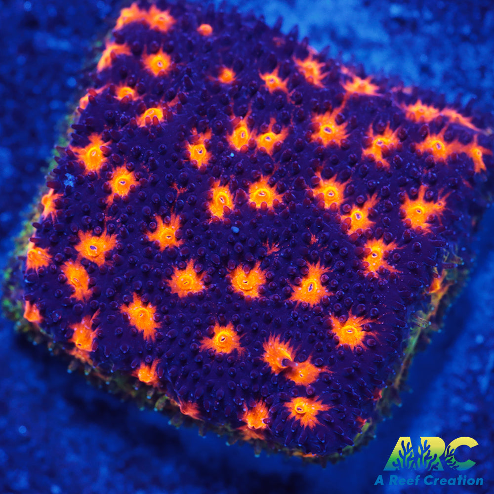 ARC Spooky Scary Psammo