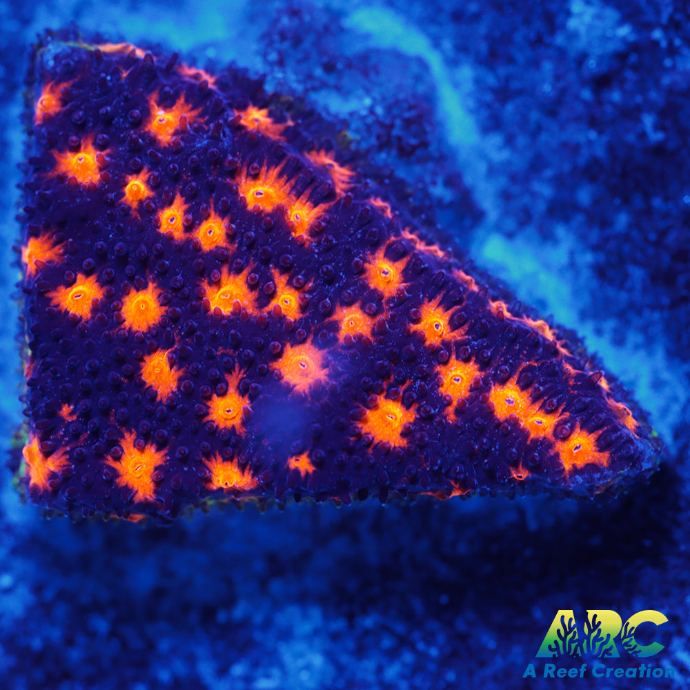 ARC Spooky Scary Psammo