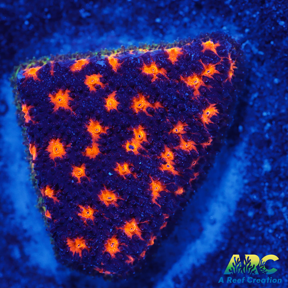 ARC Spooky Scary Psammo