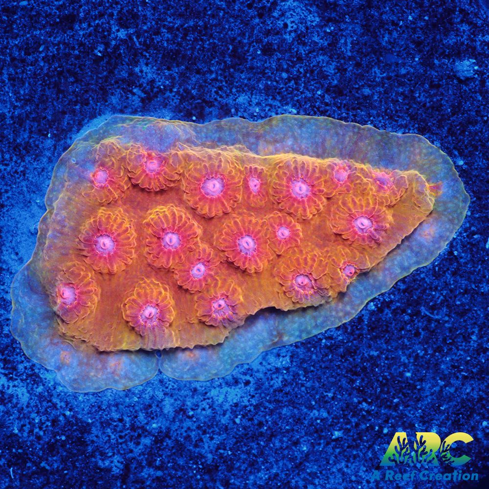 Cherry Red Cyphastrea