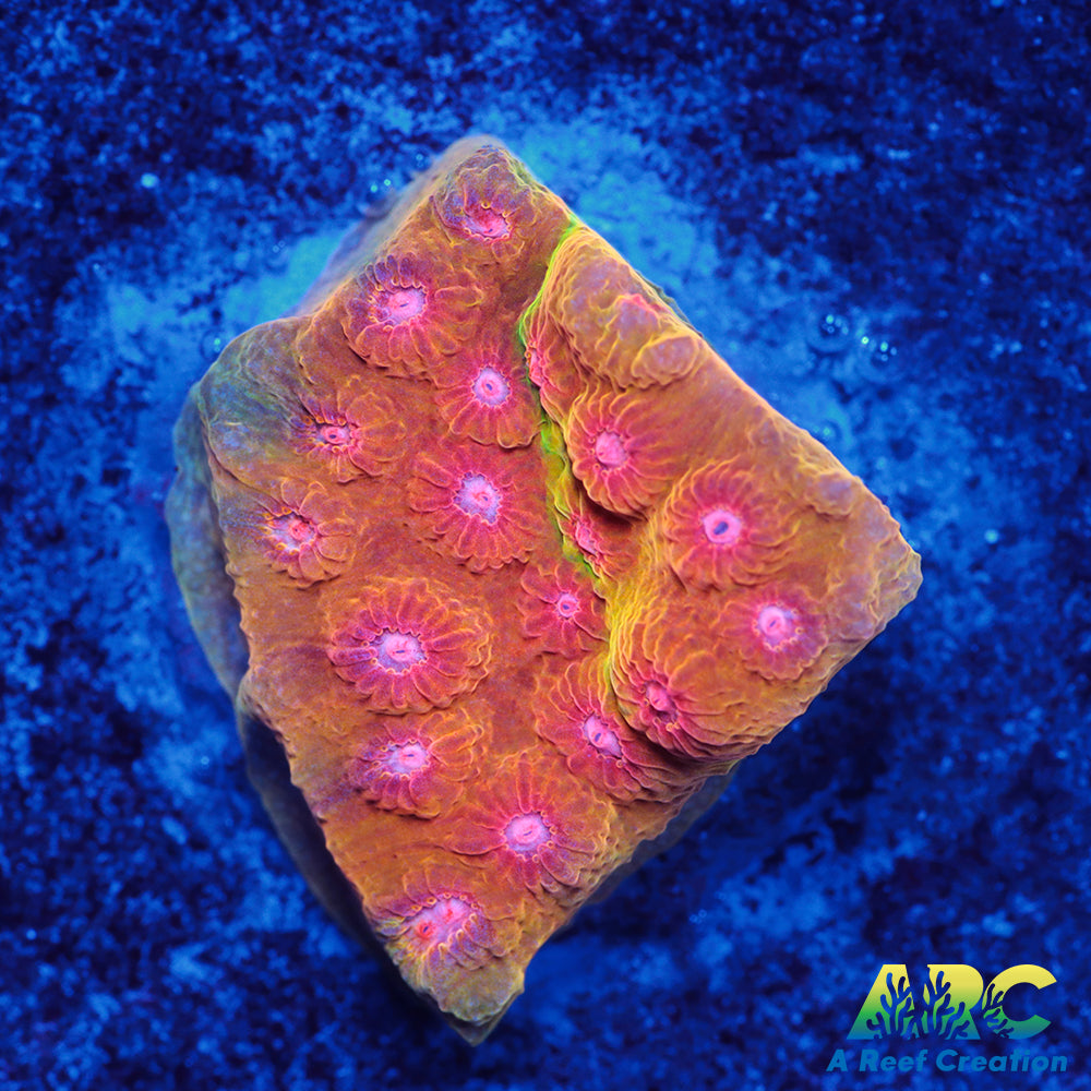 Cherry Red Cyphastrea