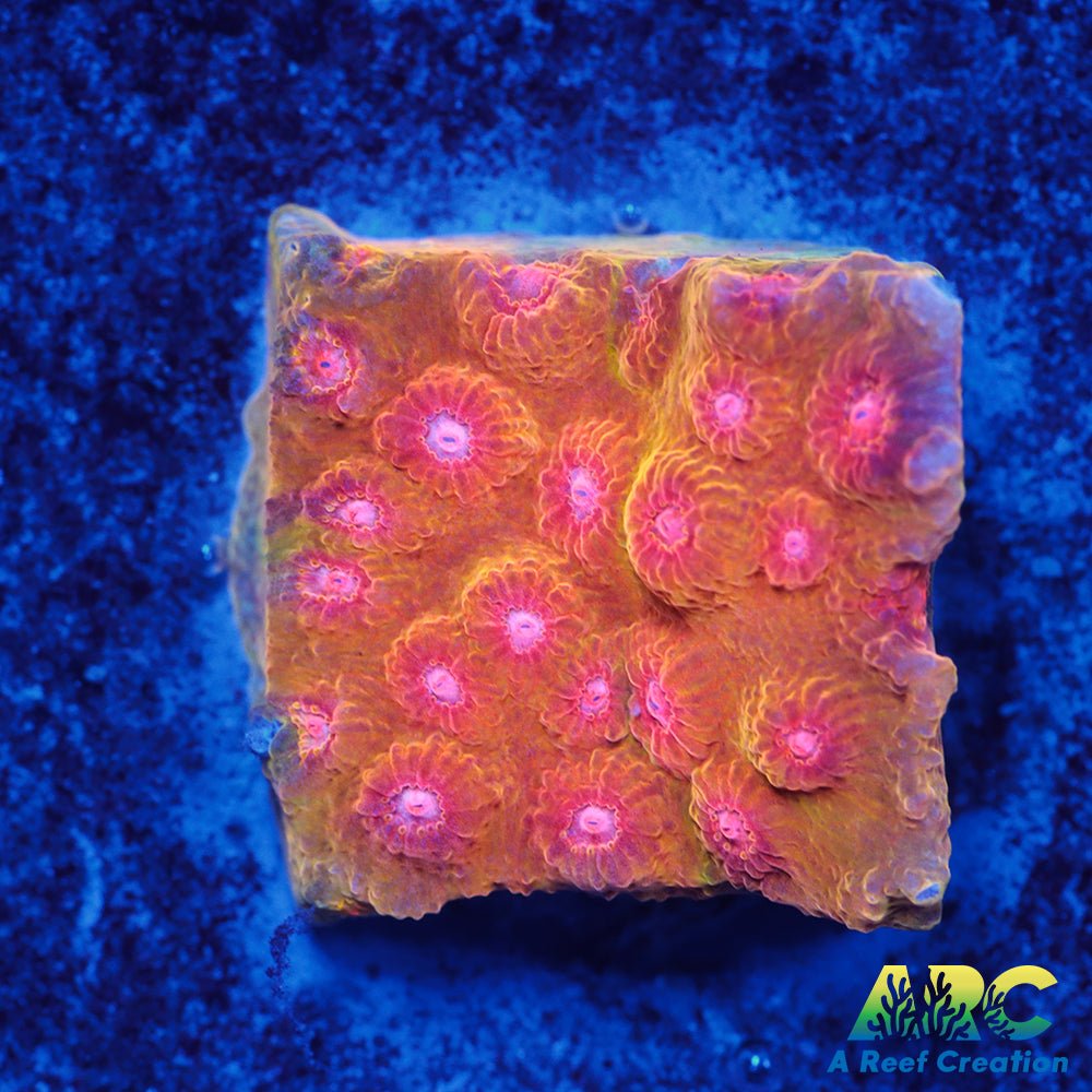 Cherry Red Cyphastrea