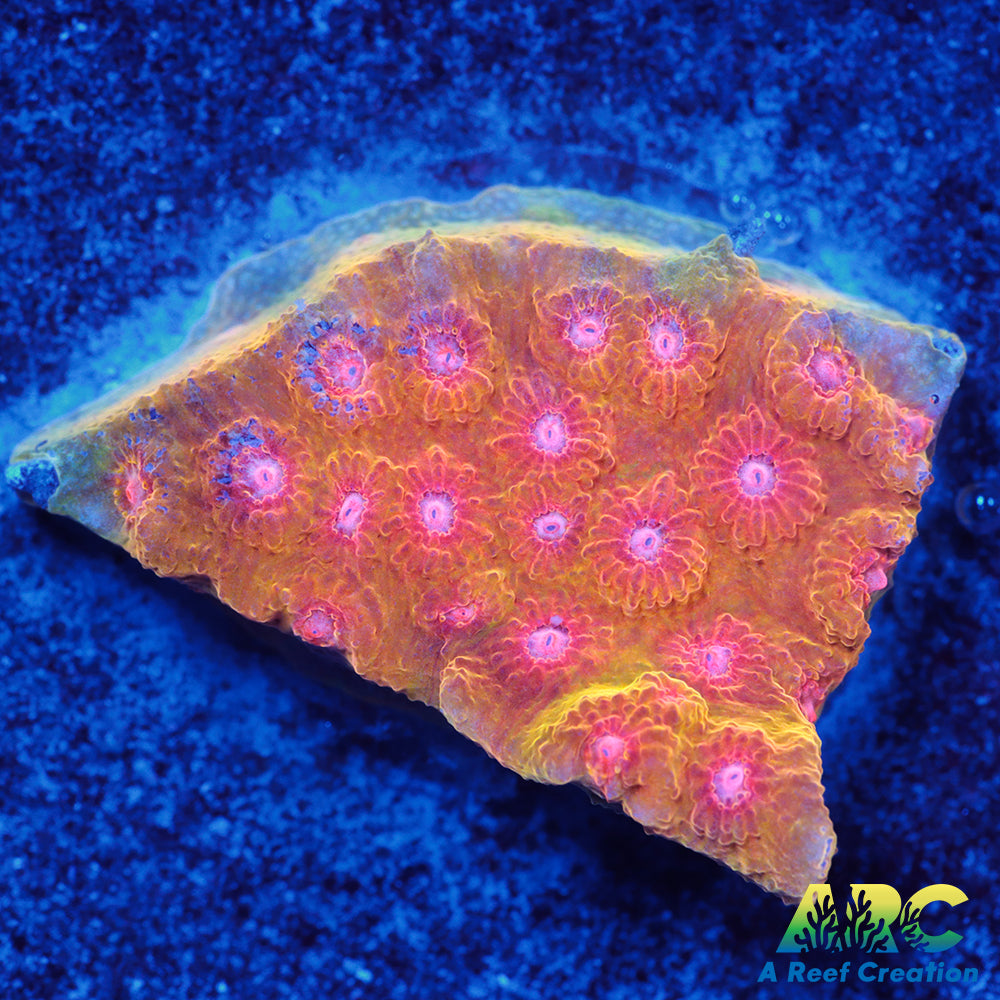 Cherry Red Cyphastrea