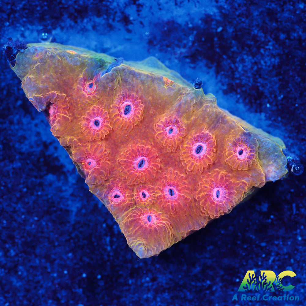 Cherry Red Cyphastrea