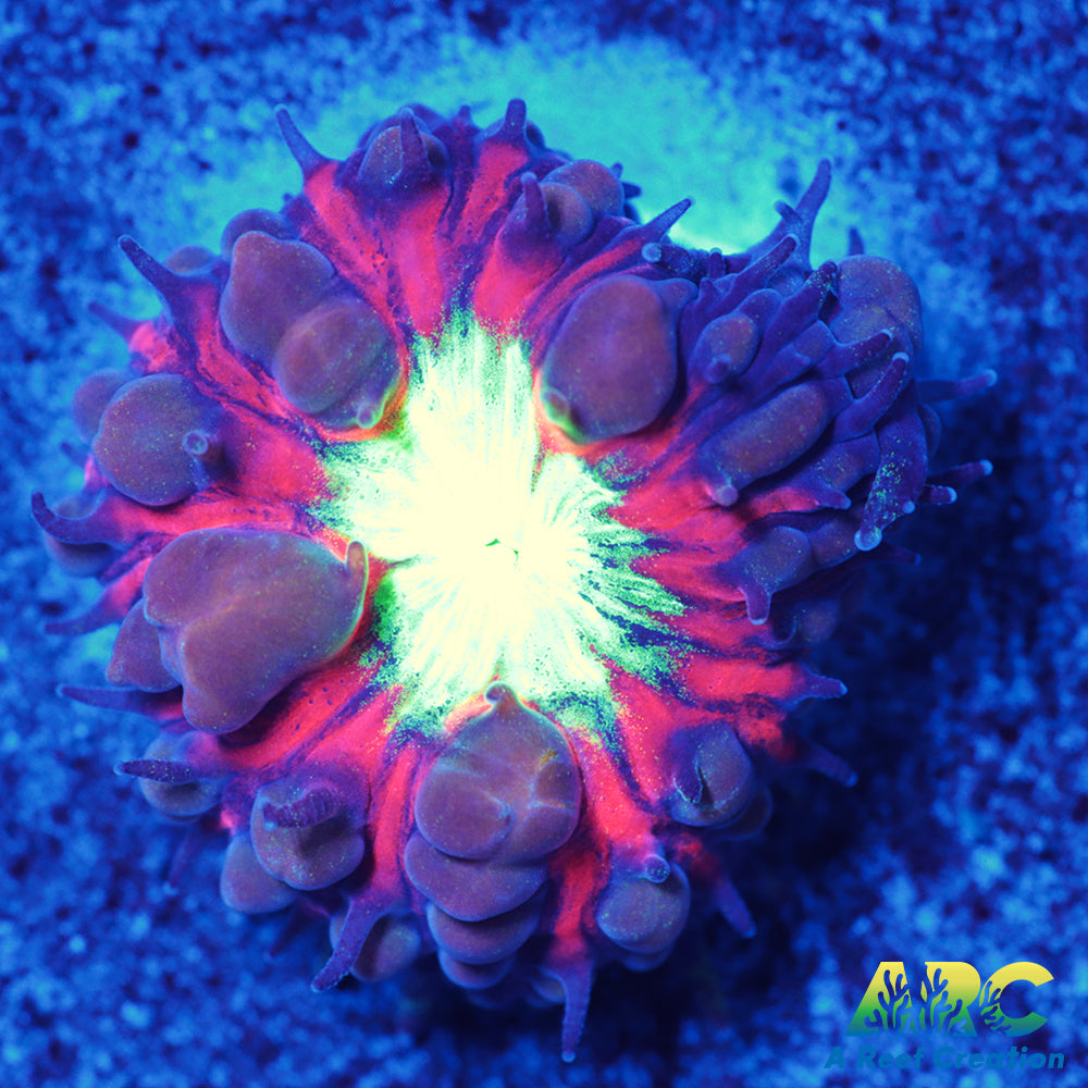 ARC Black Cherry Blasto