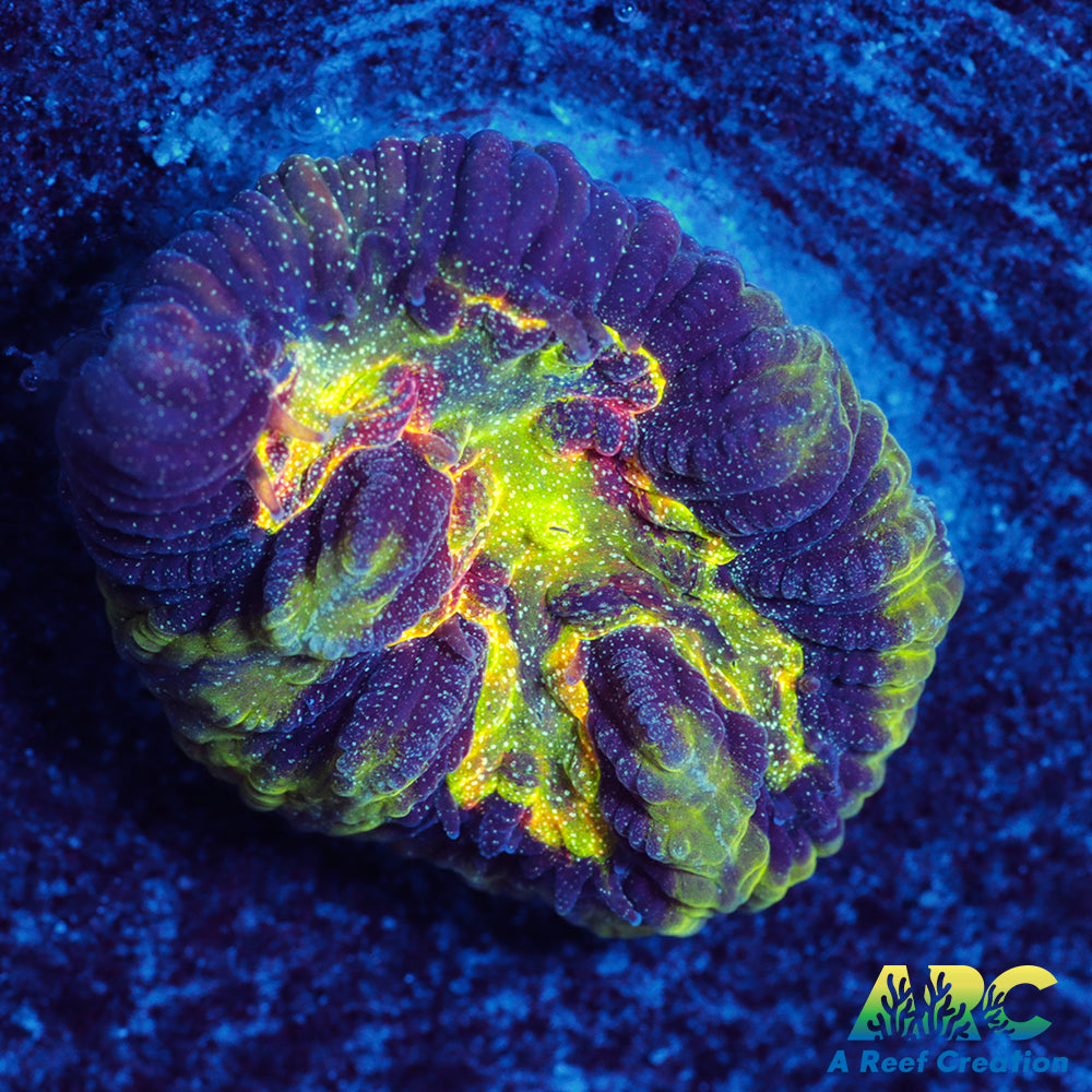 WWC Awesome Rainbow Platygyra