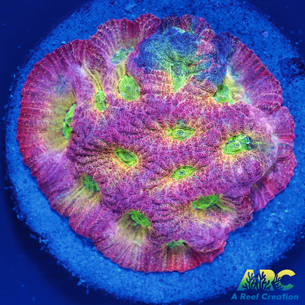 JF Dayglo Favites