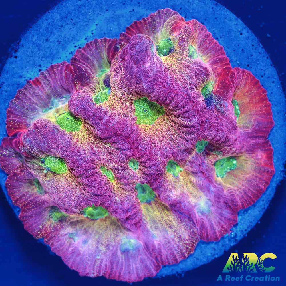 JF Dayglo Favites
