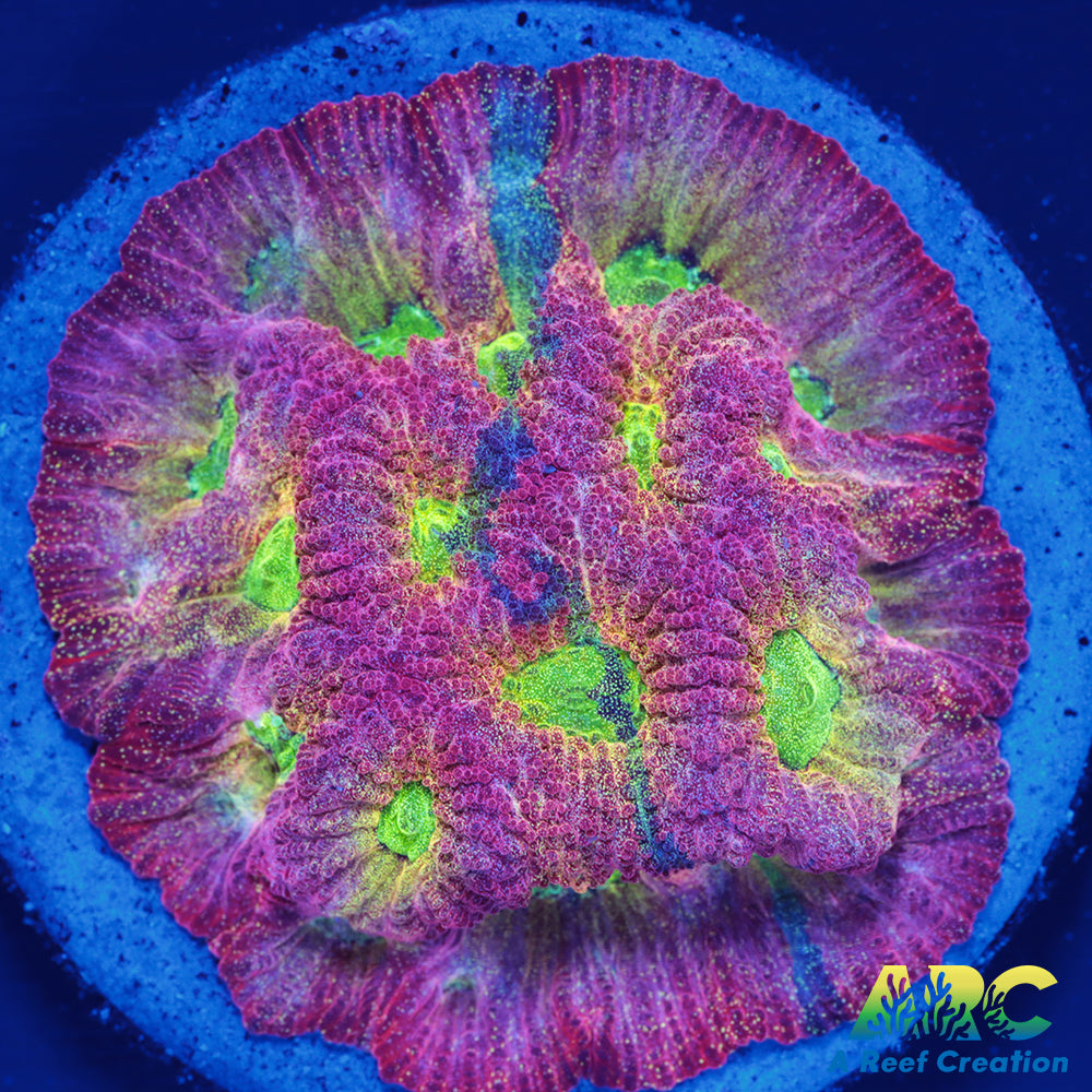 JF Dayglo Favites