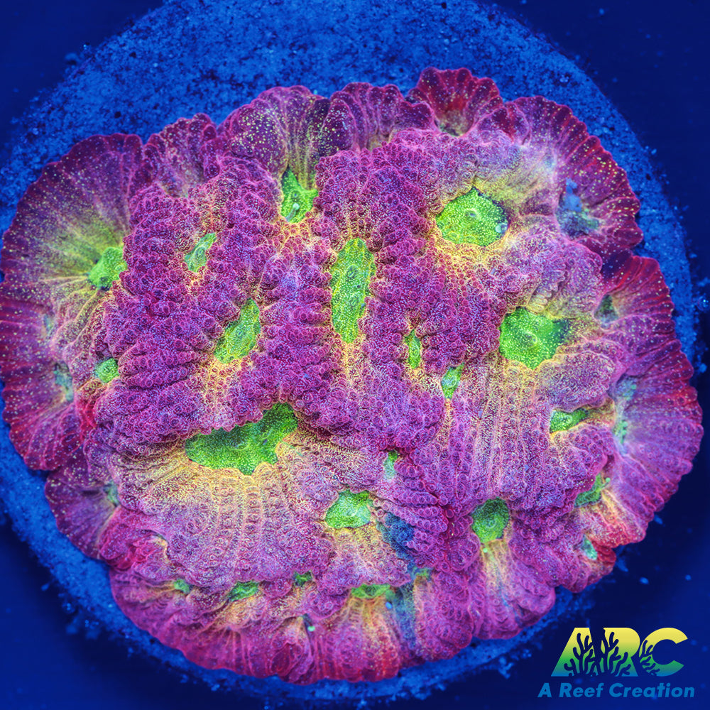 JF Dayglo Favites