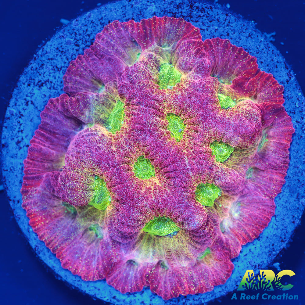 JF Dayglo Favites