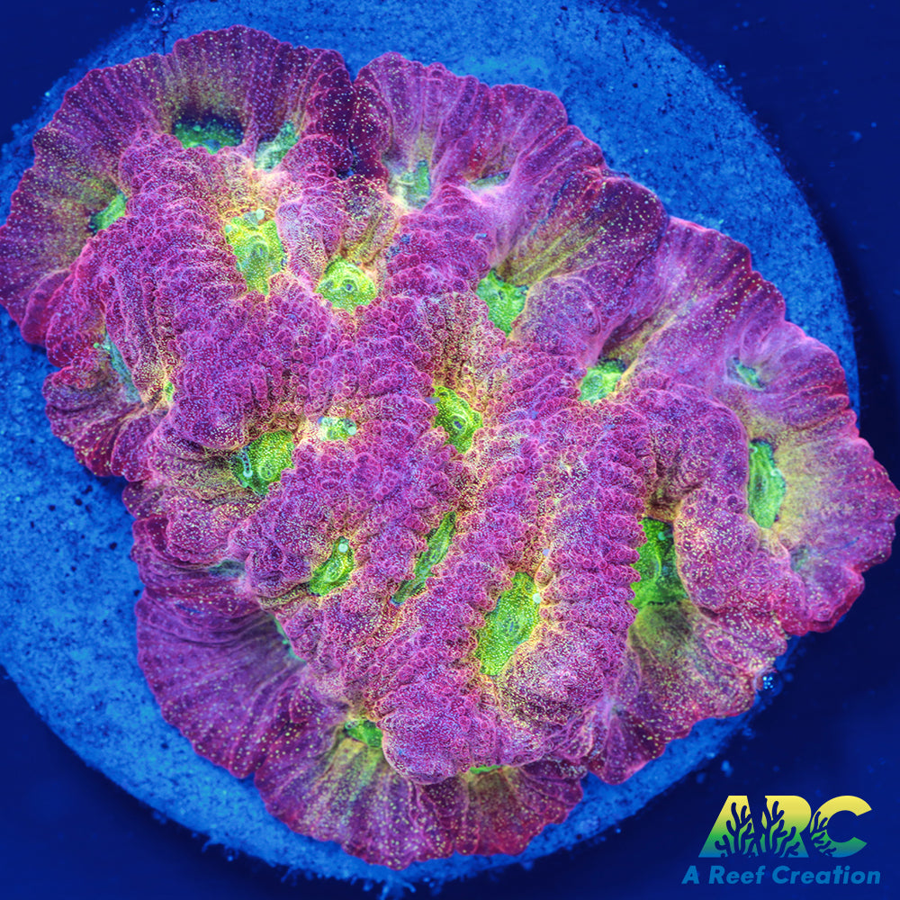 JF Dayglo Favites
