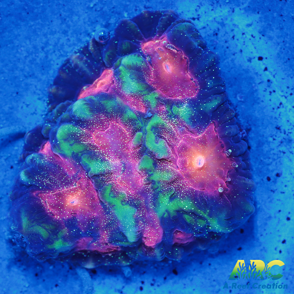 CC Space Cakes Favia