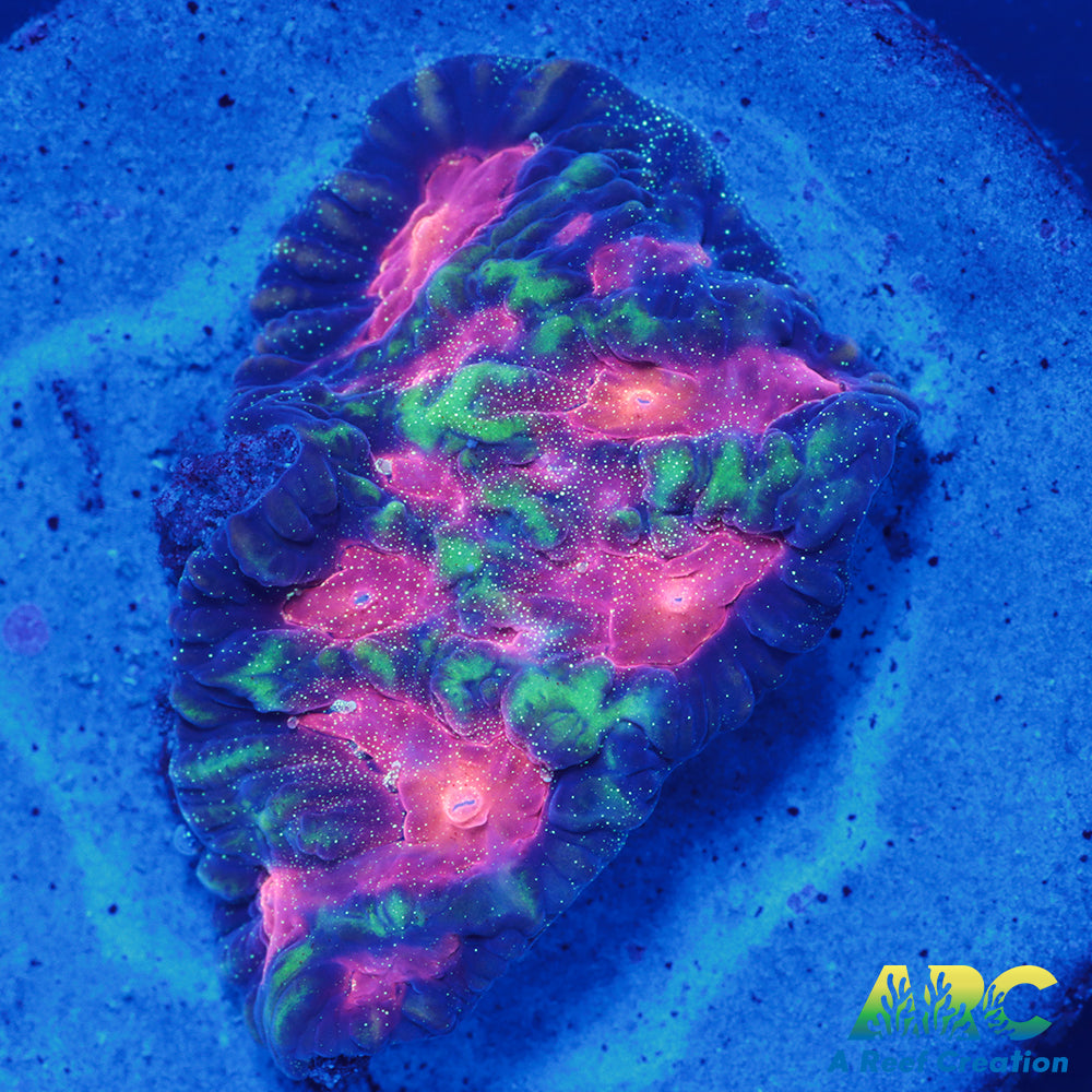 CC Space Cakes Favia