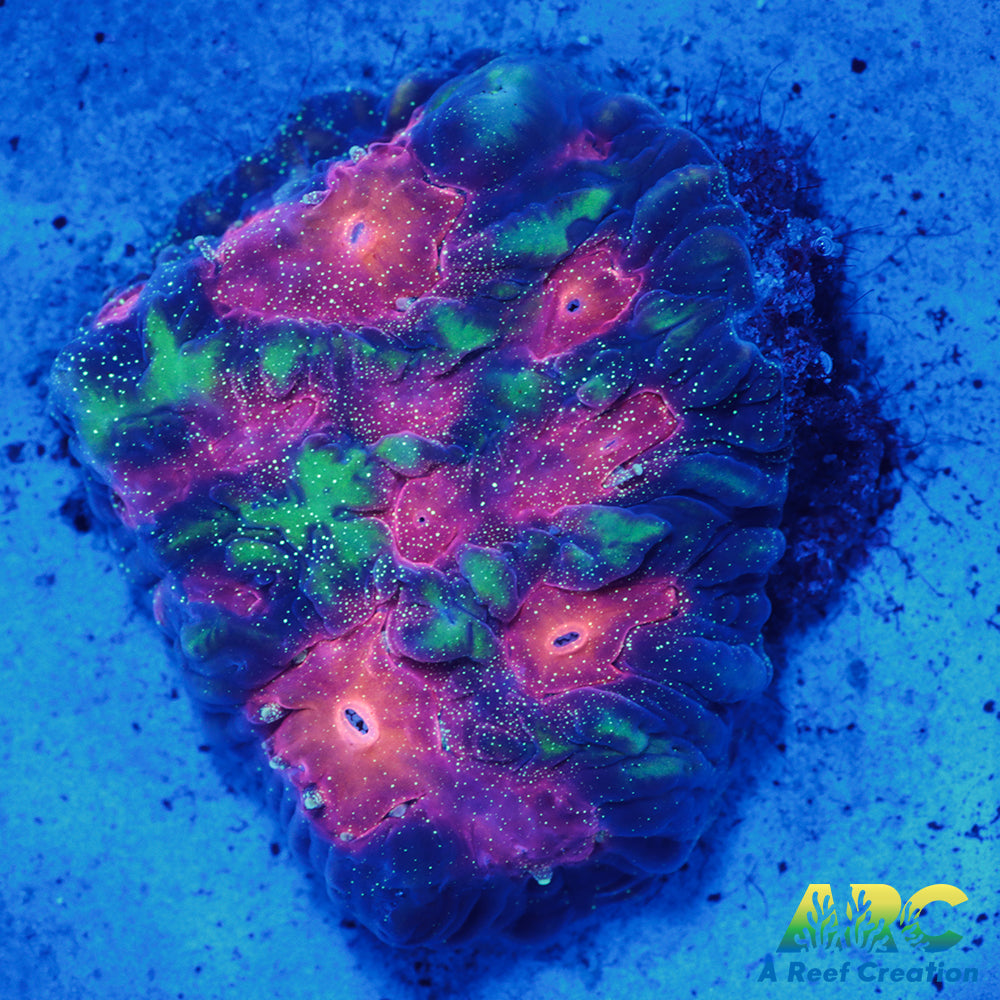 CC Space Cakes Favia