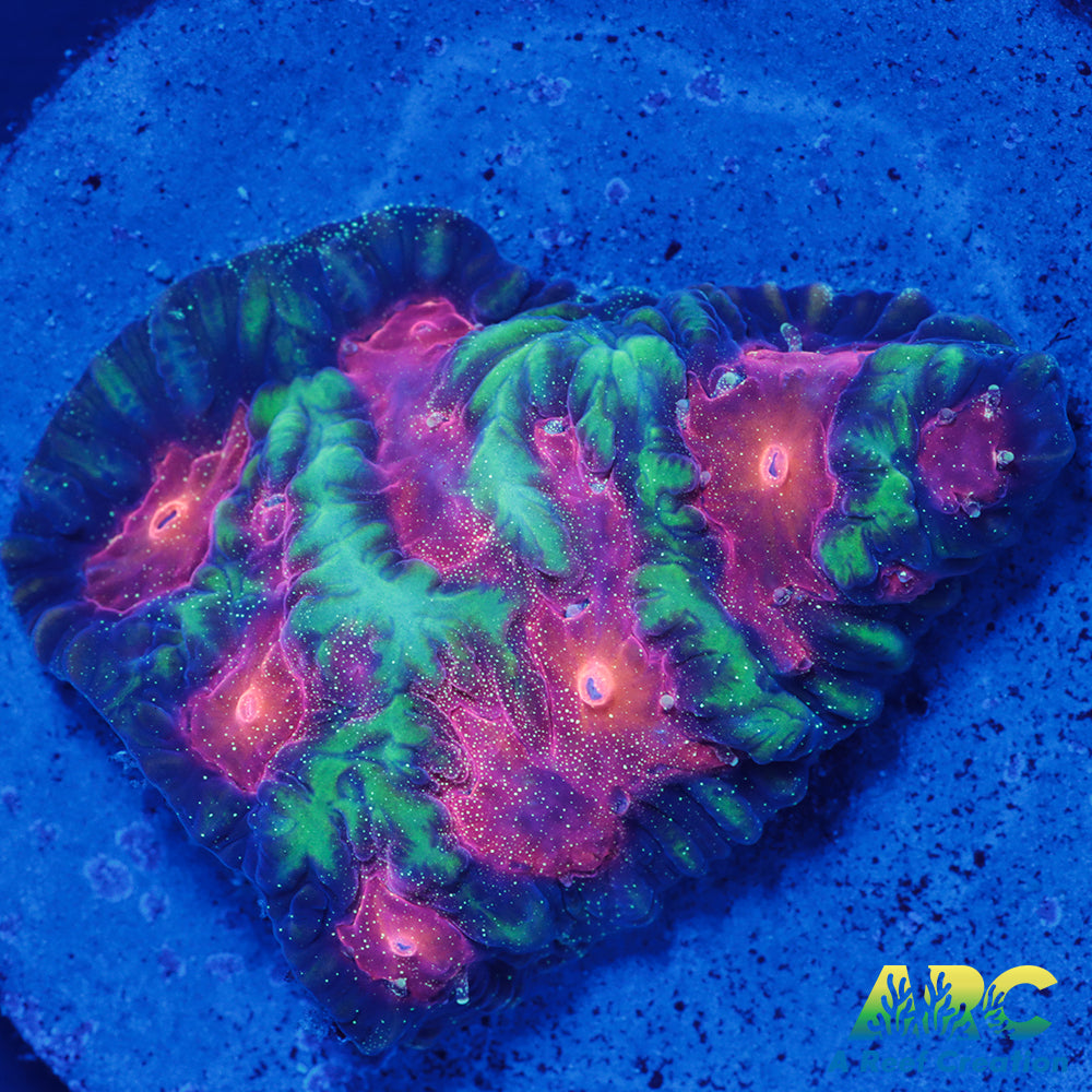 CC Space Cakes Favia