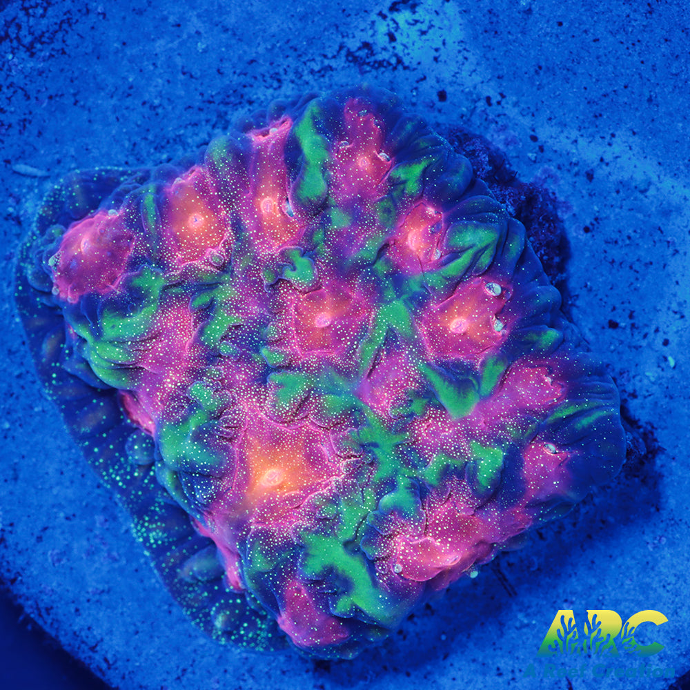 CC Space Cakes Favia