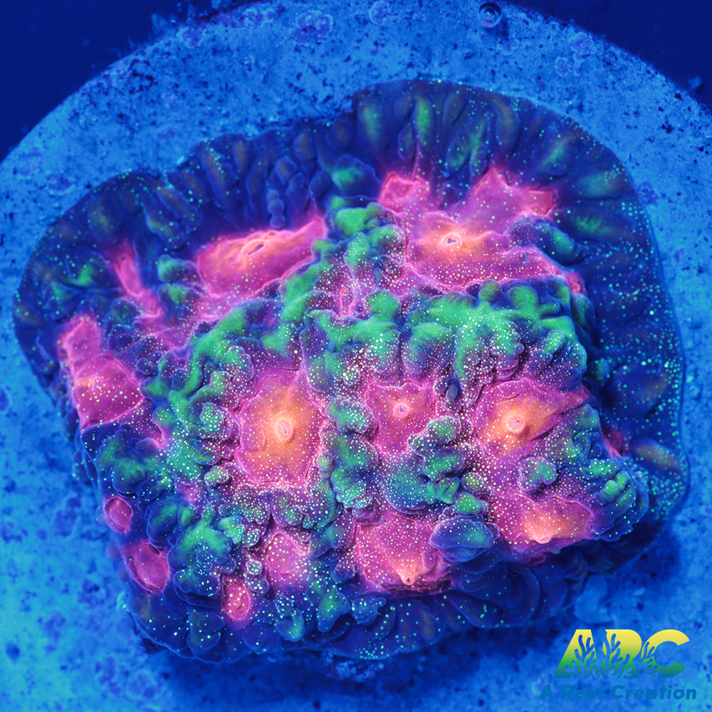 CC Space Cakes Favia