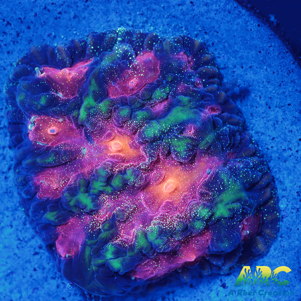 CC Space Cakes Favia