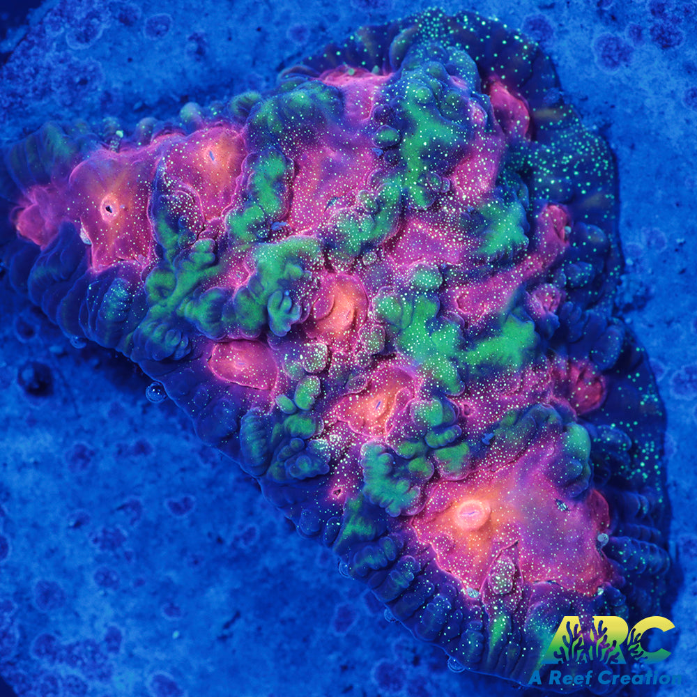 CC Space Cakes Favia