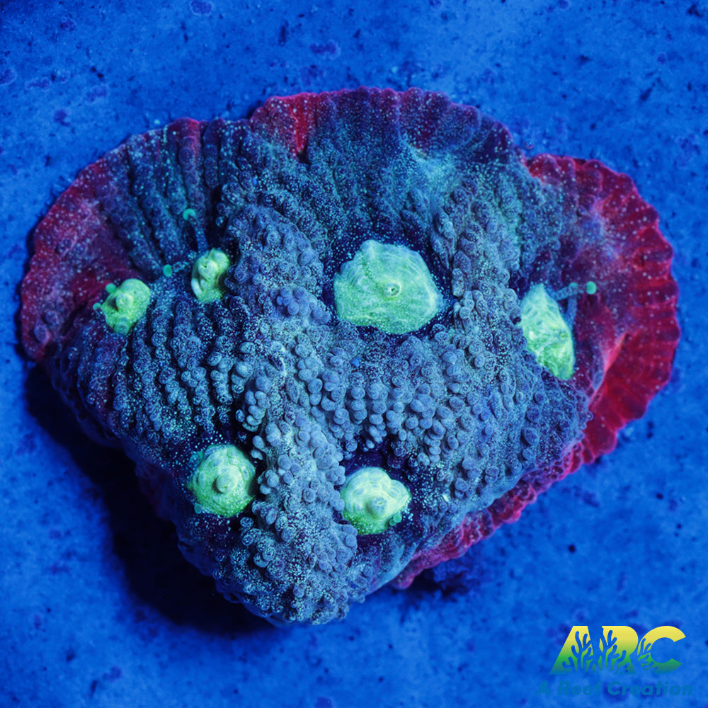 ARC Pastel War Coral