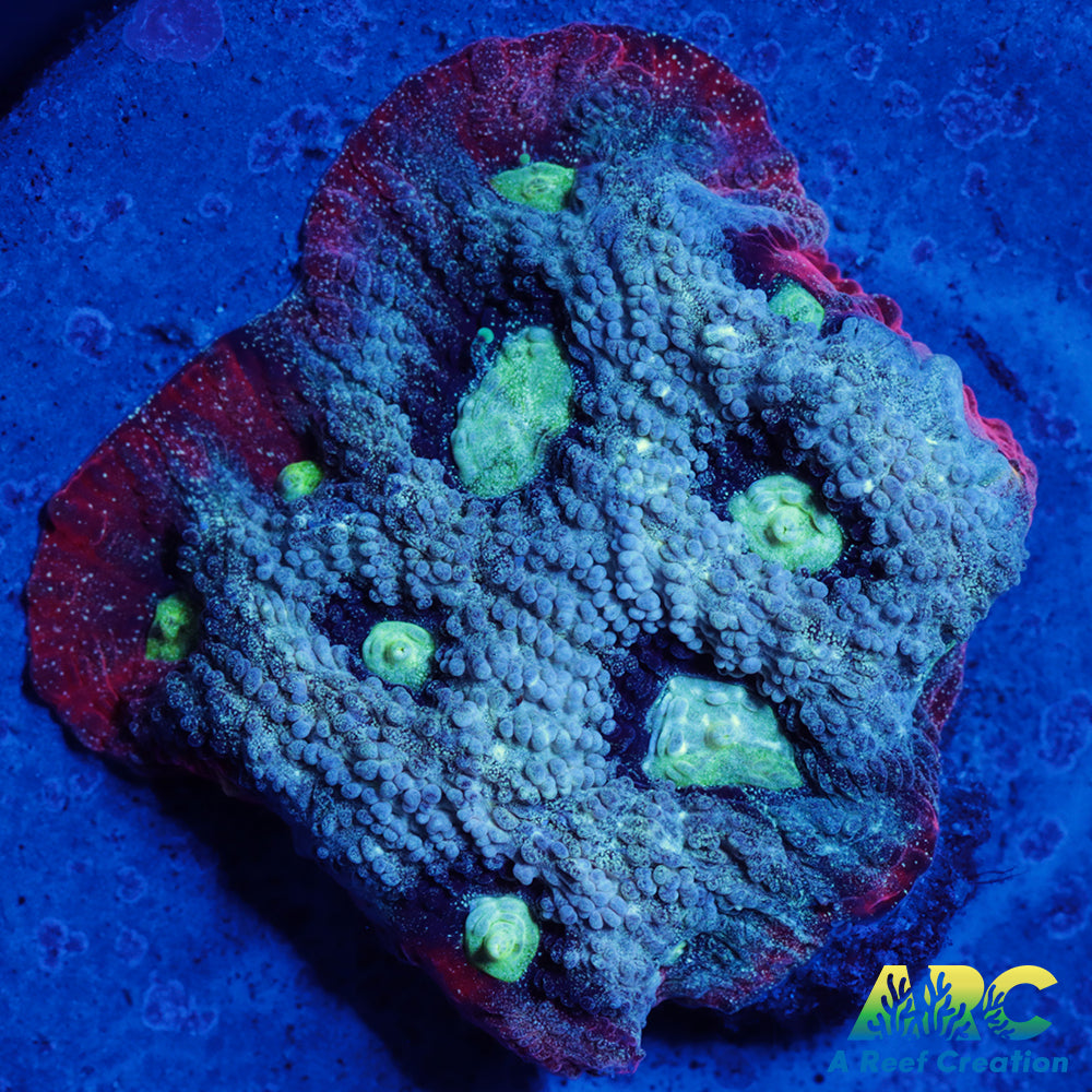 ARC Pastel War Coral