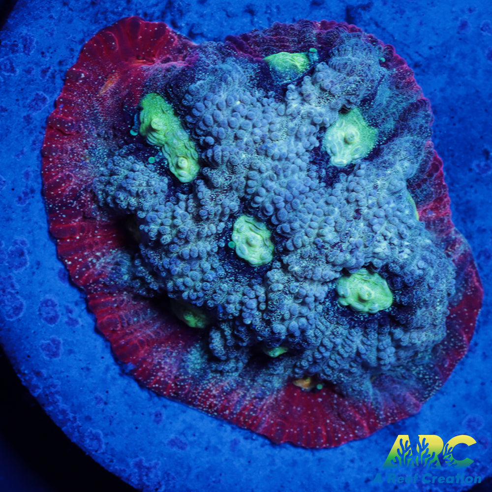 ARC Pastel War Coral