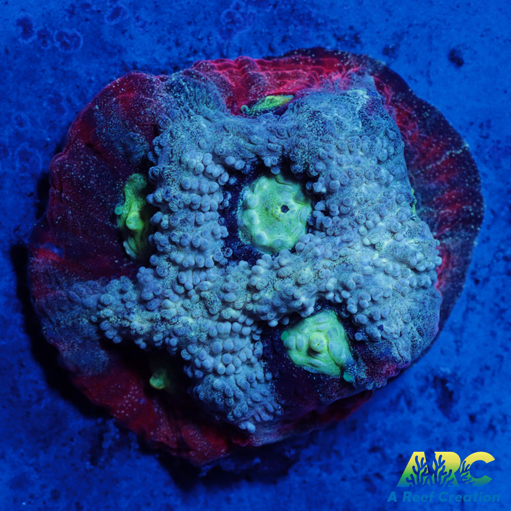 ARC Pastel War Coral