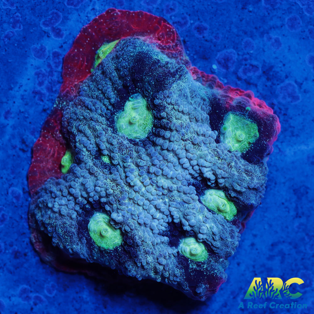 ARC Pastel War Coral