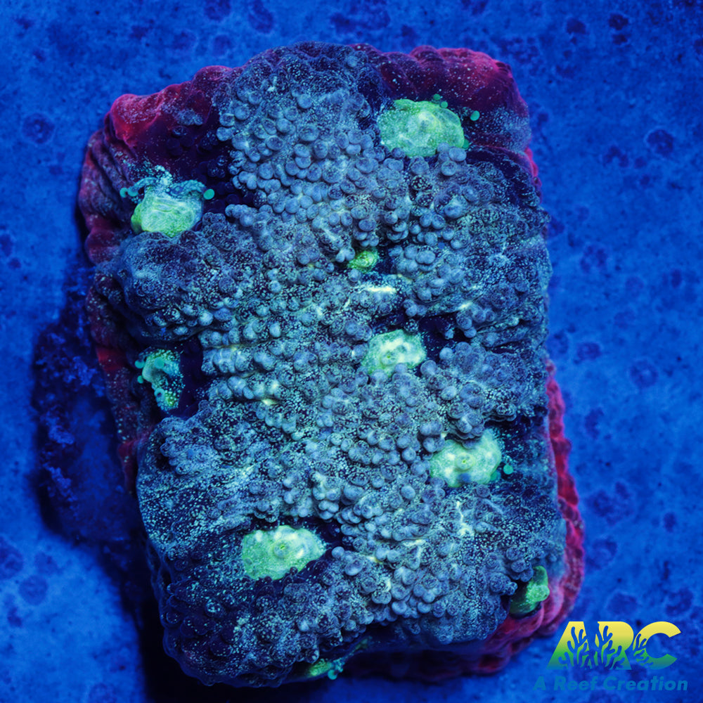 ARC Pastel War Coral