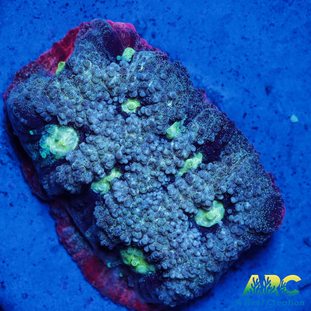 ARC Pastel War Coral