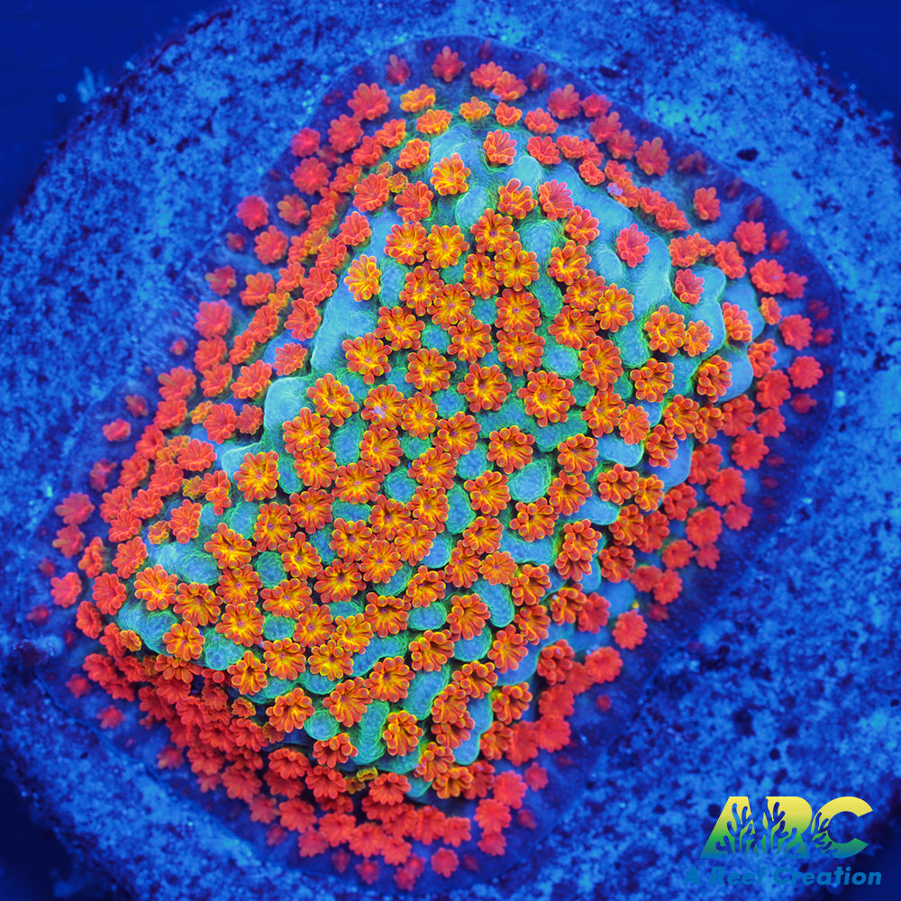 ECC Confused Rainbow Sunset Monti