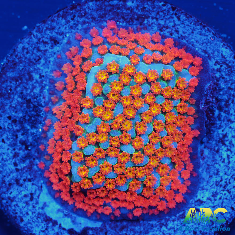 ECC Confused Rainbow Sunset Monti