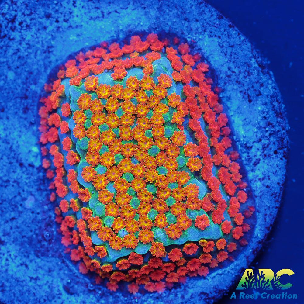 ECC Confused Rainbow Sunset Monti