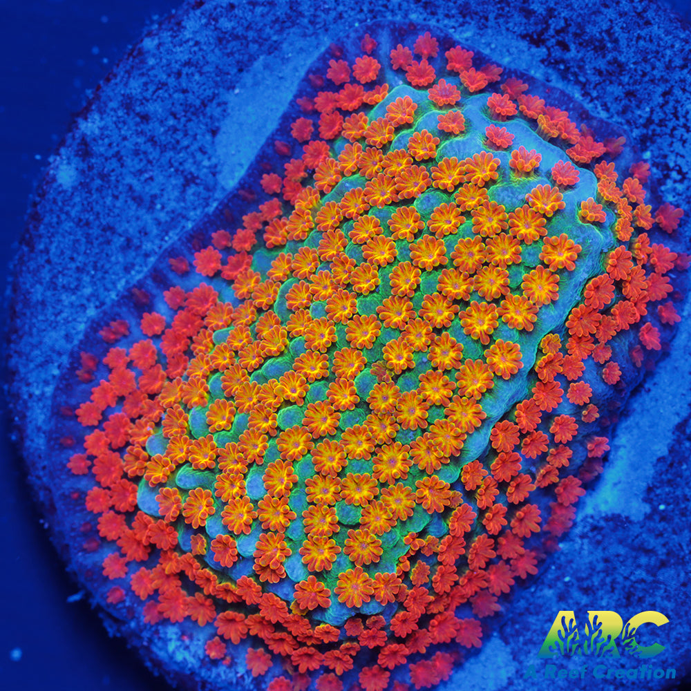 ECC Confused Rainbow Sunset Monti