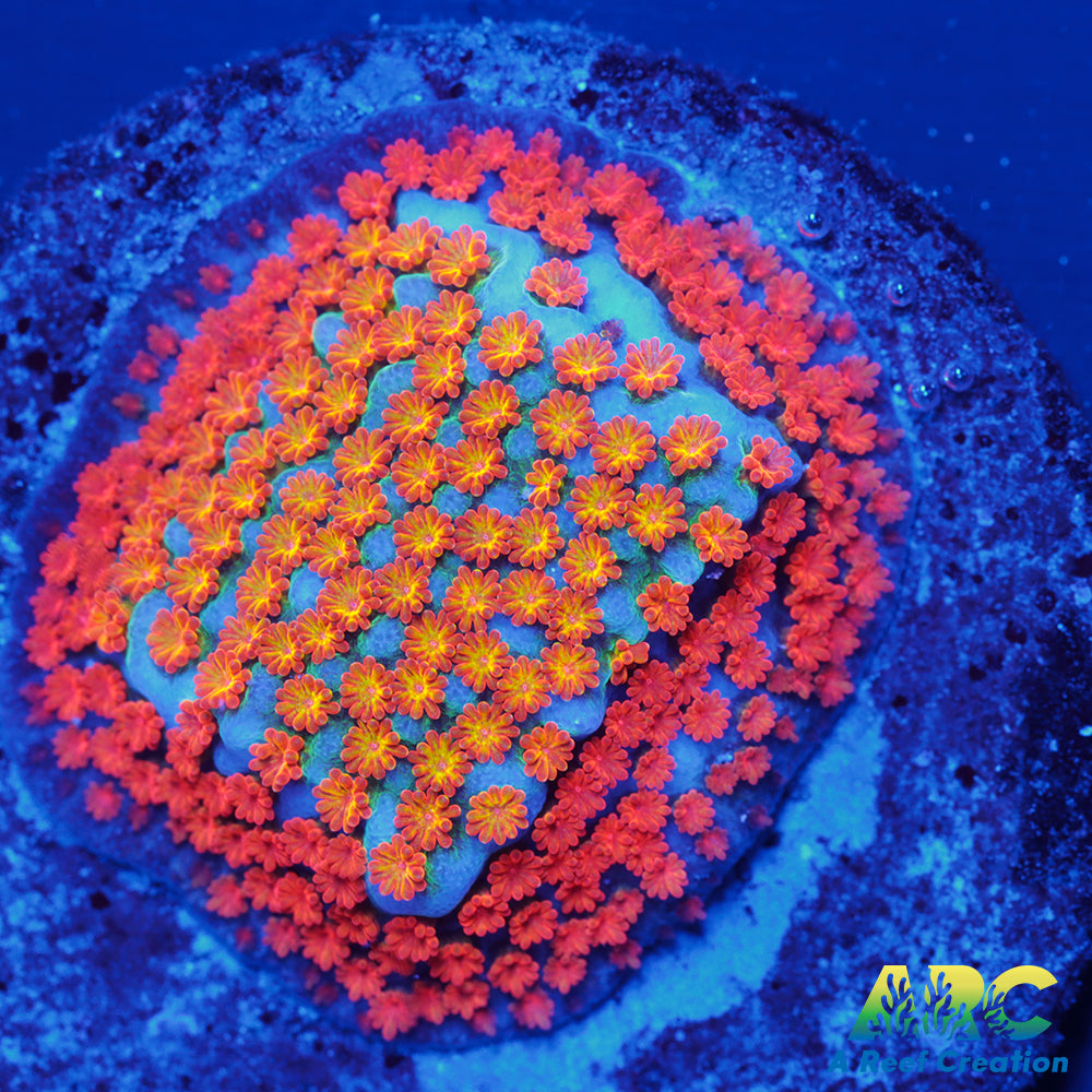 ECC Confused Rainbow Sunset Monti