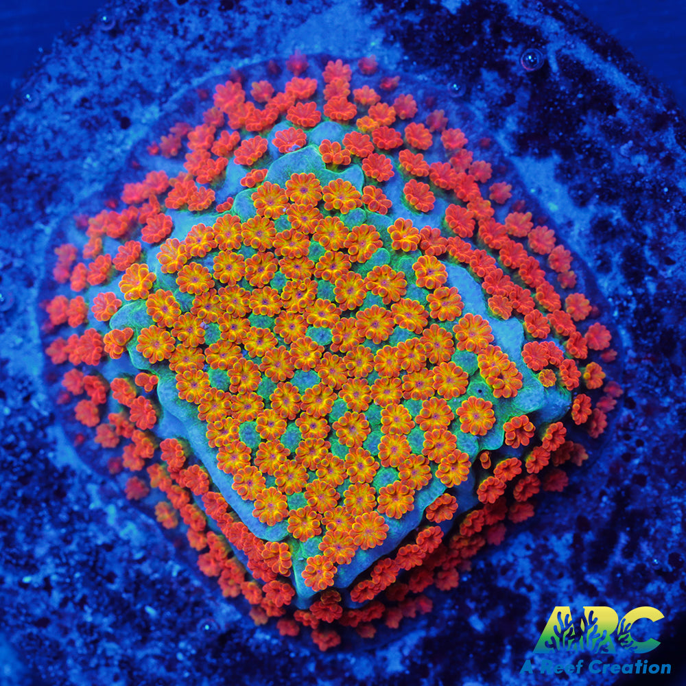 ECC Confused Rainbow Sunset Monti