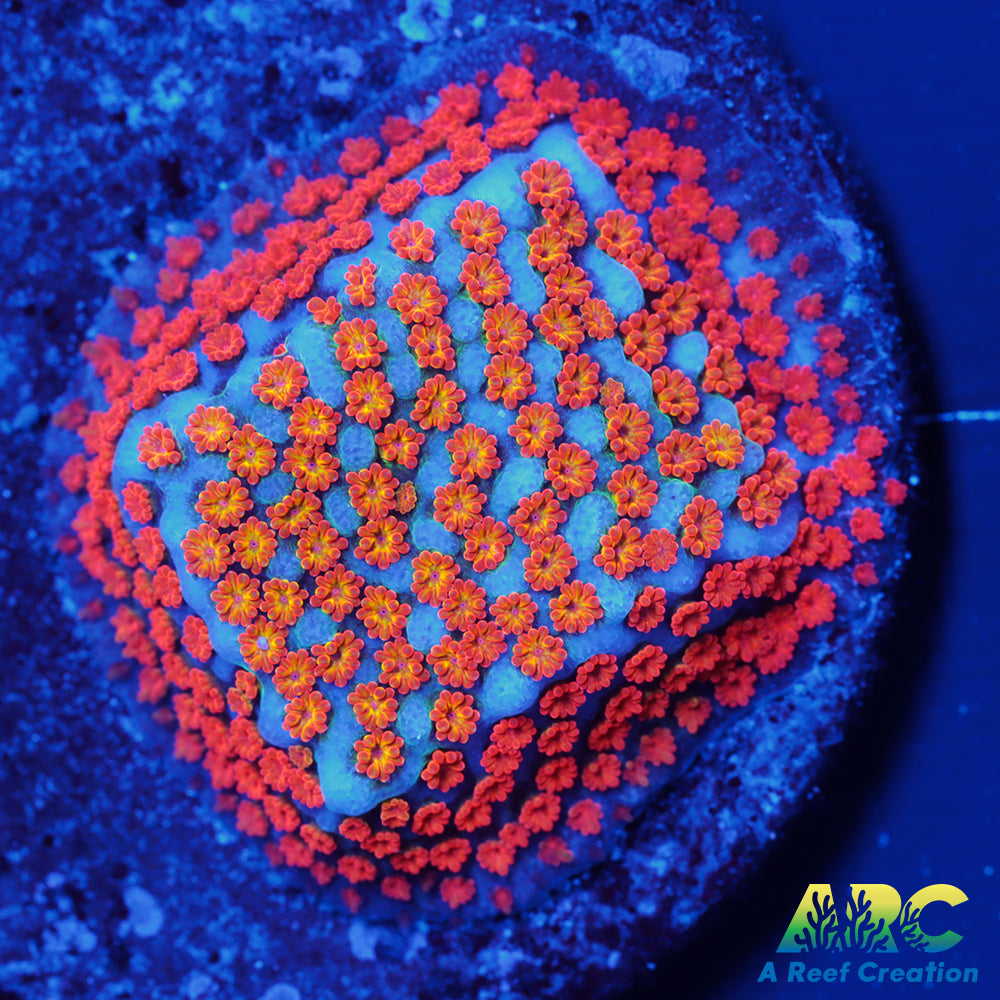 ECC Confused Rainbow Sunset Monti