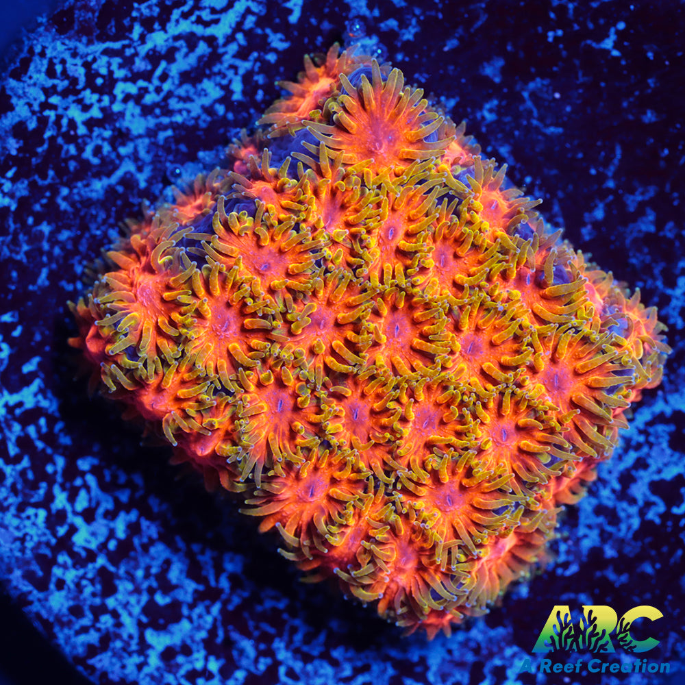 RRC Polkaroo Leptastrea